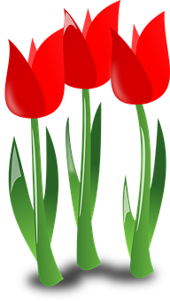 Red Tulips Vector Illustration PNG with transparent background