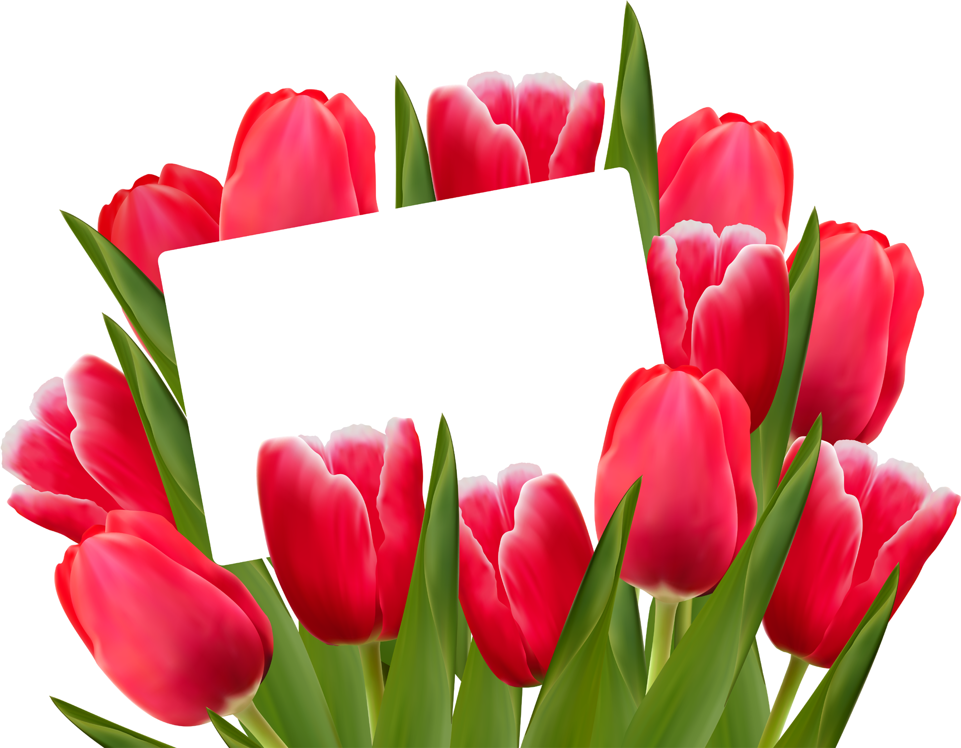 Png Clipart - Transparent Background Tulip Flower Clipart, Png Download PNG with transparent background