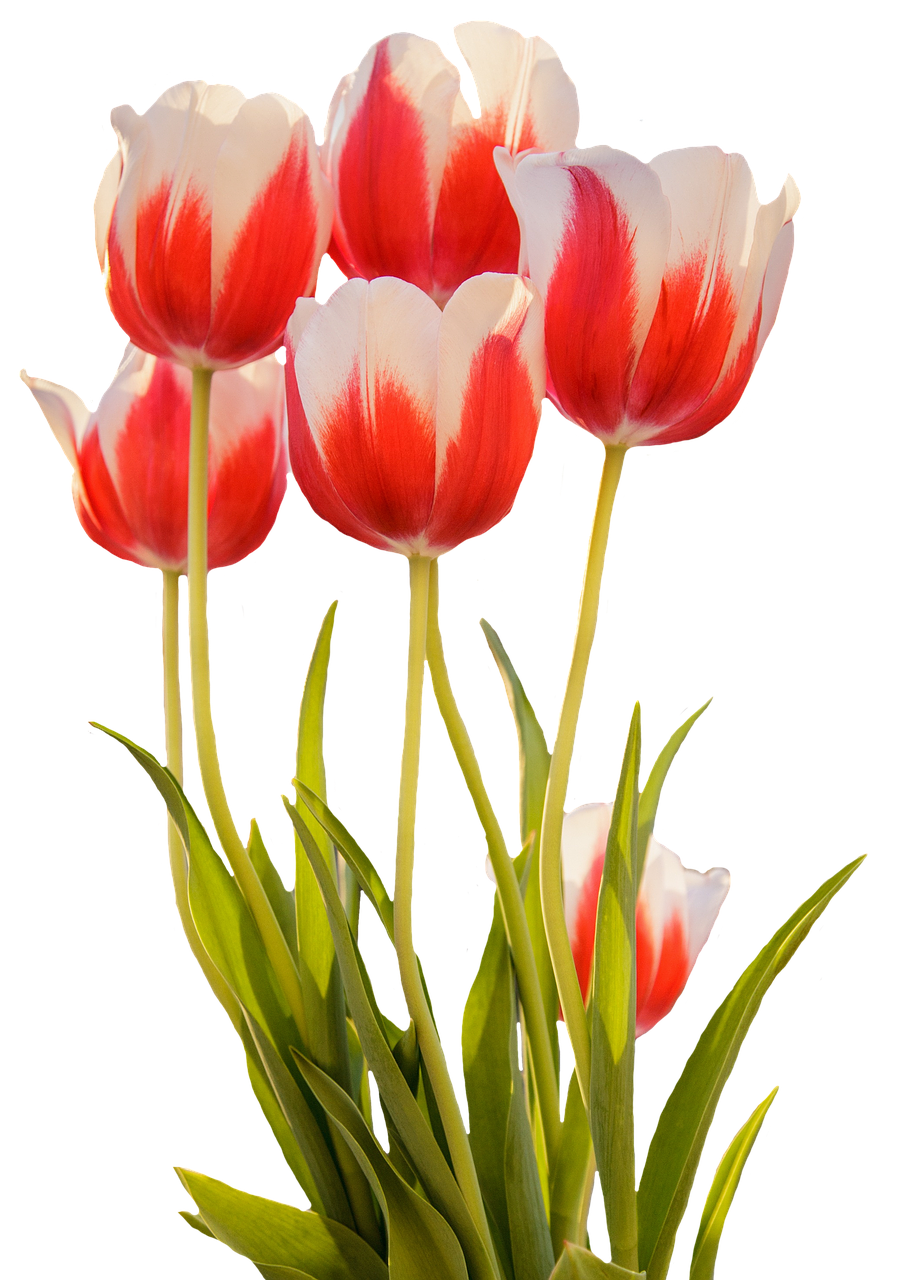 Red White Tulips Black Background.jpg PNG with transparent background