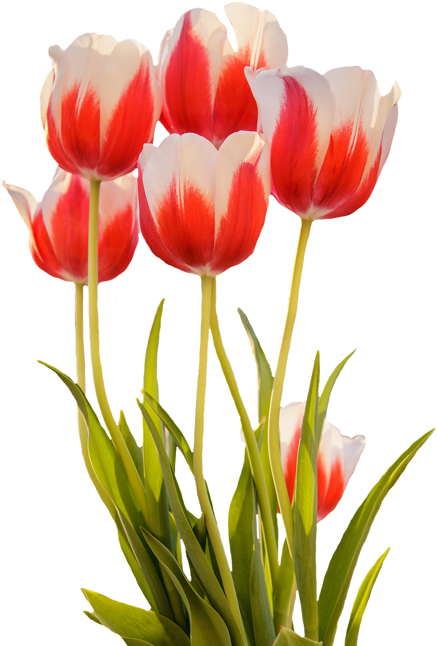 Red White Tulips Bouquet