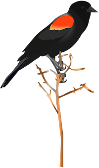 Red Winged Blackbird Illustration PNG with transparent background
