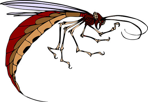 Red Winged Insect Illustration PNG with transparent background