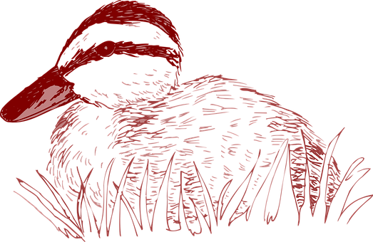 Redand Black Duck Illustration