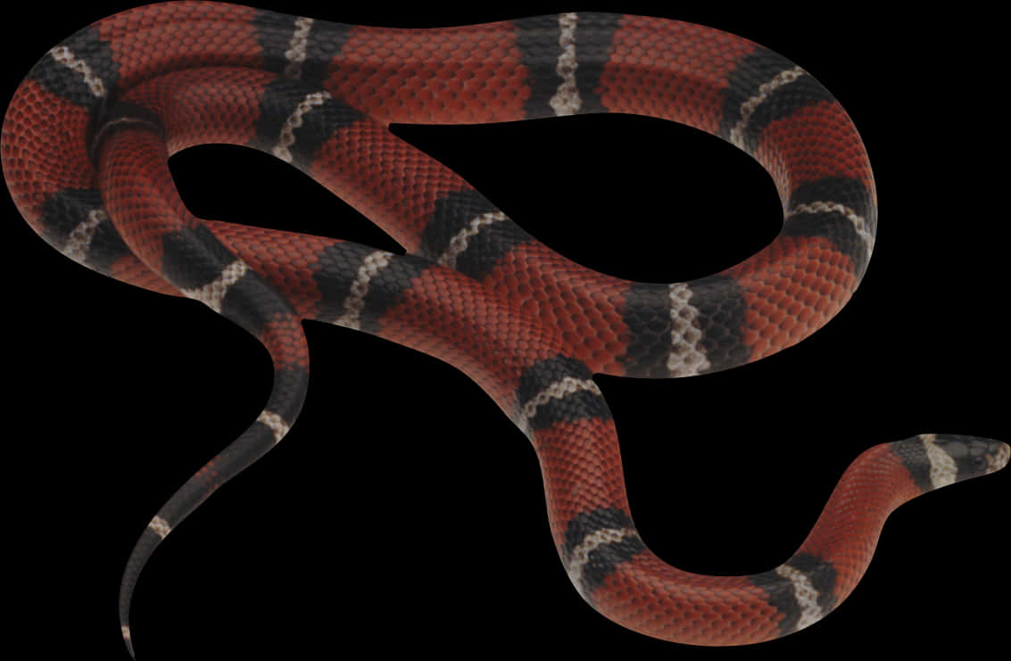Redand Black Snake Curled PNG with transparent background