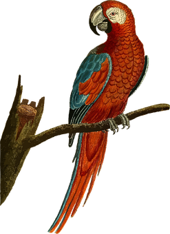 Redand Blue Macawon Branch