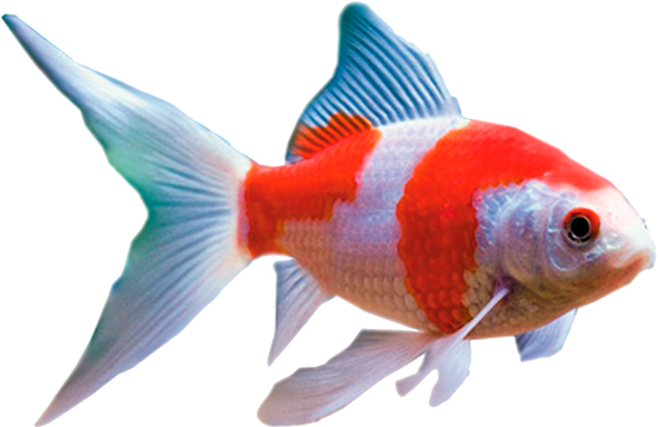 Redand White Comet Goldfish.png