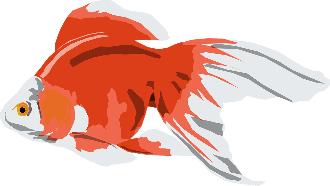 Redand White Goldfish Illustration