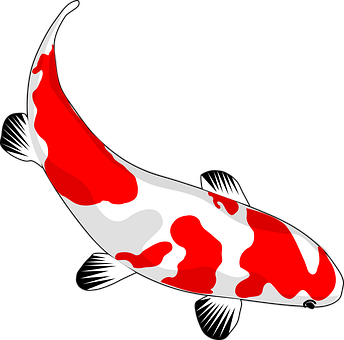 Redand White Koi Fish Illustration