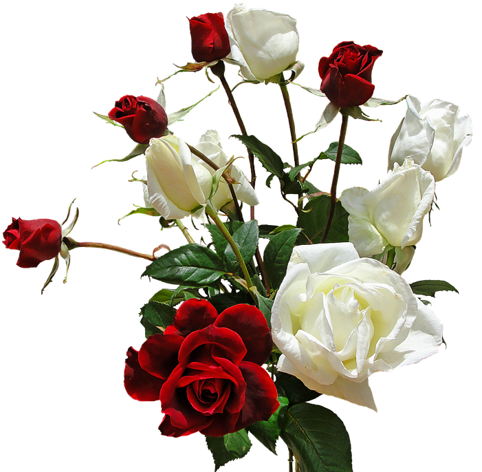 67, Backgrounds V - Romantic Love Love White Rose Flower, HD Png Download PNG with transparent background
