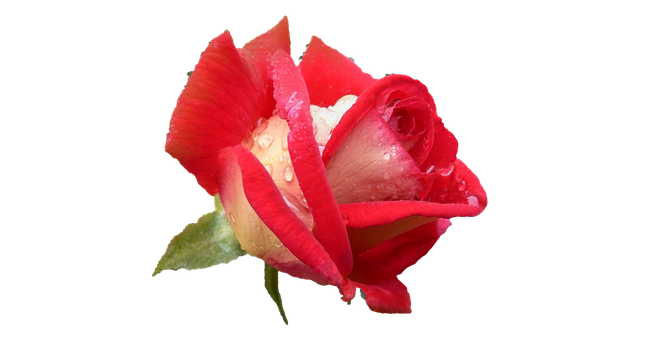 Redand White Rosewith Dew Drops PNG with transparent background