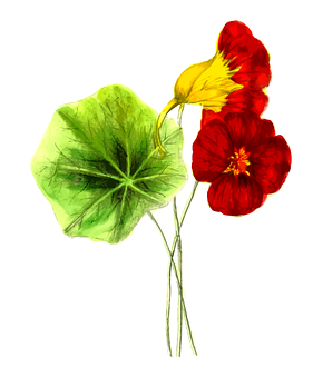 Redand Yellow Pansywith Green Leaf PNG with transparent background