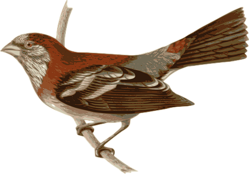 Reddish Brown Bird Illustration