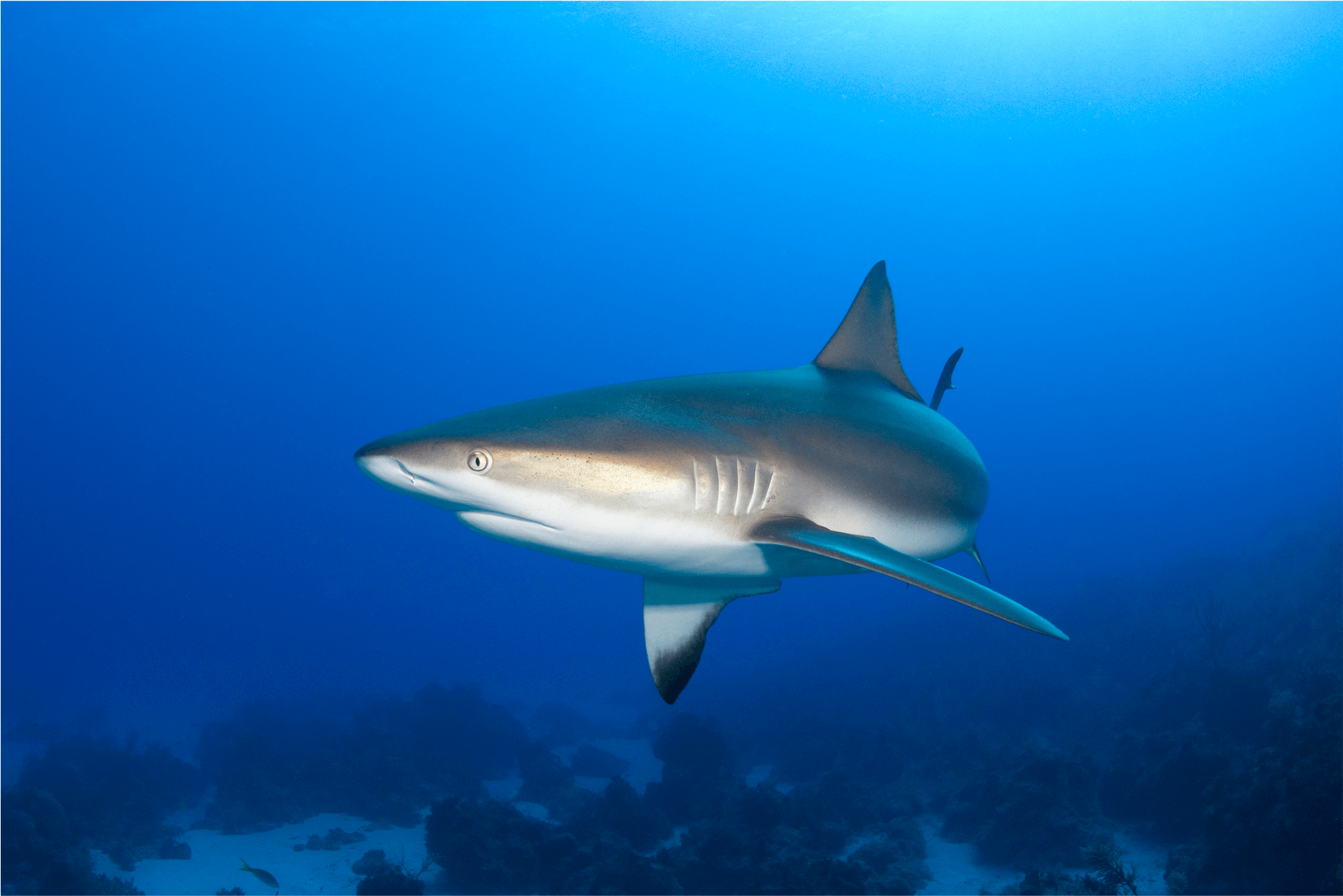 Reef Shark Swimming Underwater.png