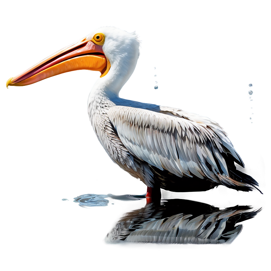 Reflective Pelican Water Png Yit