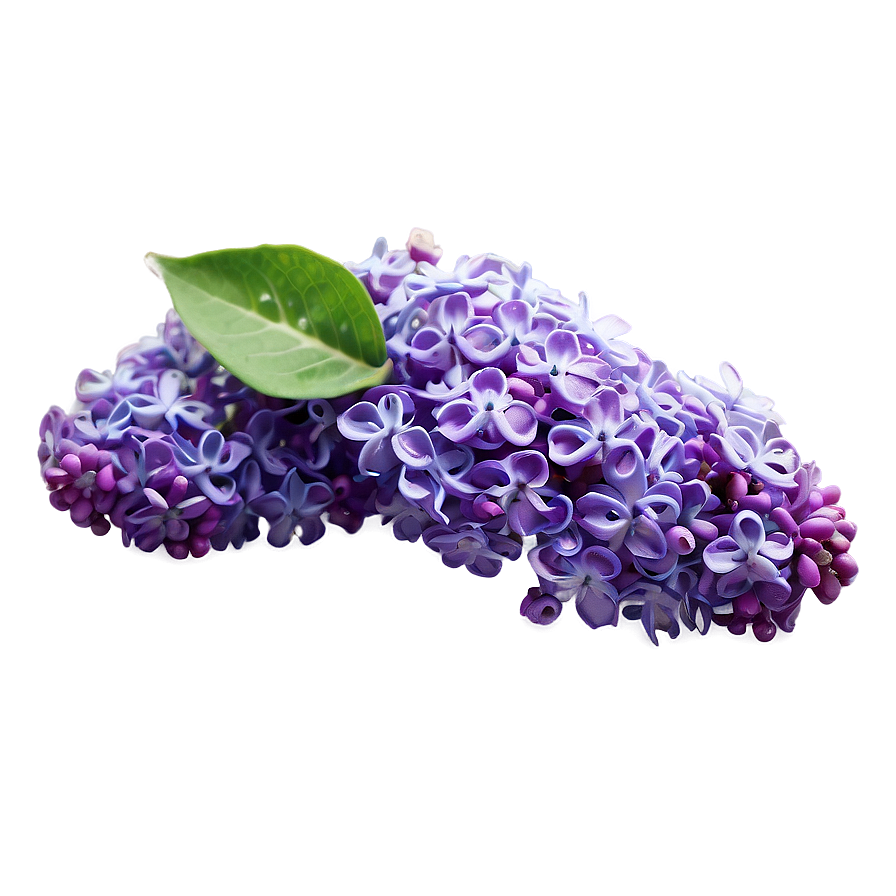 Refreshing Lilac Png 48