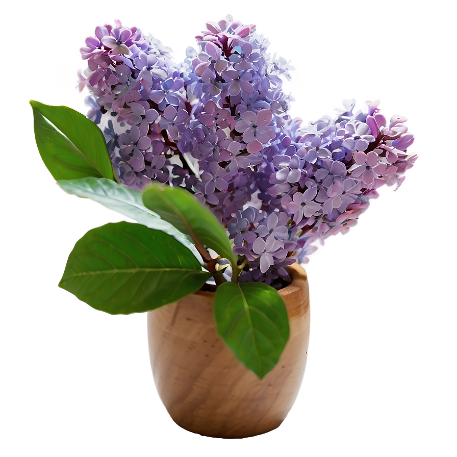 Refreshing Lilac Png Jaw60