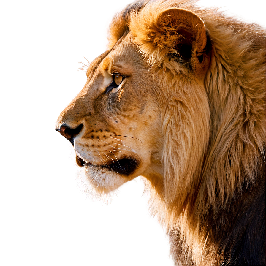 Regal Lion Profile Png Qug43