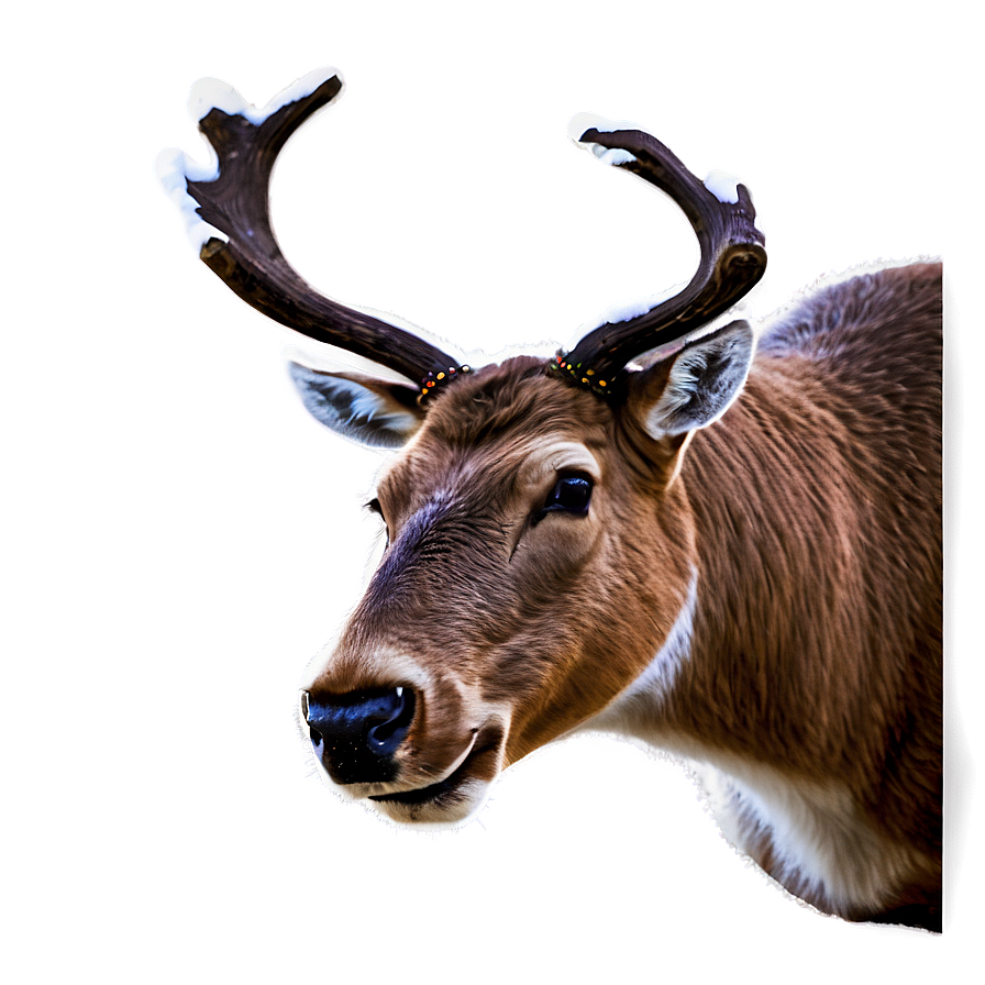 Reindeer Face Png 83