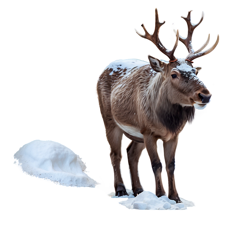 Reindeer In Snow Png Gkv47