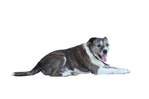 Relaxed Dog Black Background.png