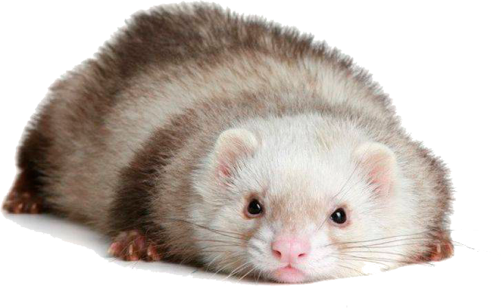 Relaxed Ferret Pose