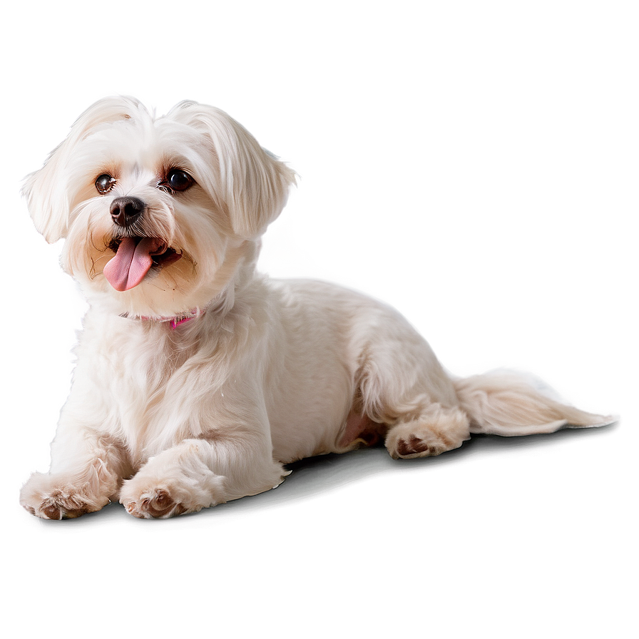 Relaxed Maltese Lying Down Png 06282024