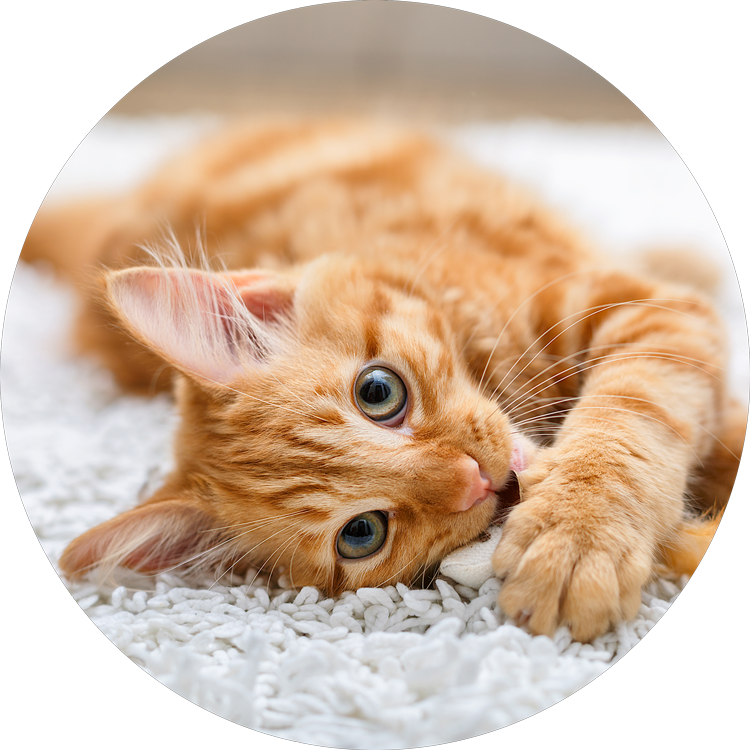 Cute Cat, HD Png Download PNG with transparent background