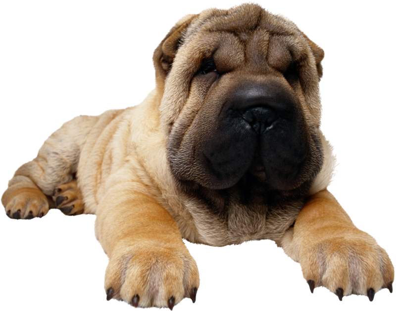 Dog Png, Download Png Image With Transparent Background, - Chow Chow And Pug, Png Download PNG with transparent background