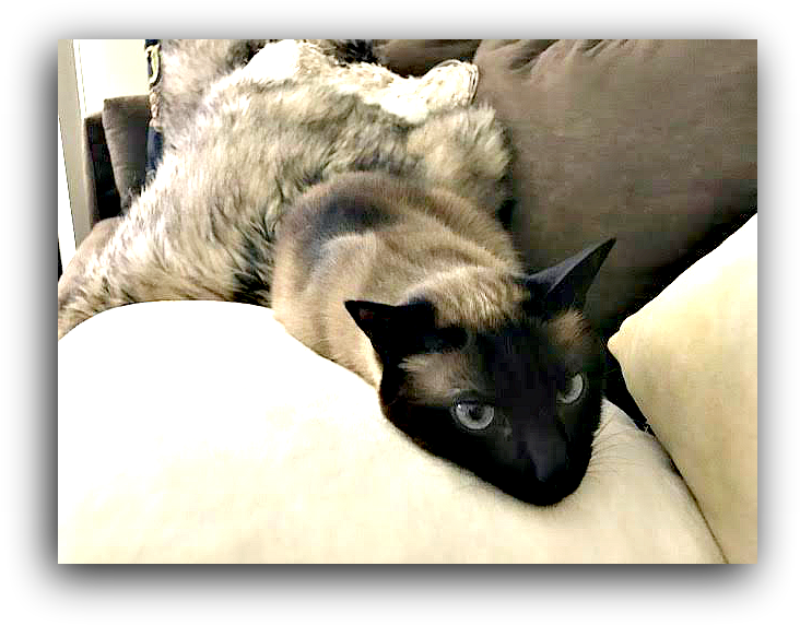 Relaxed Siamese Caton Couch