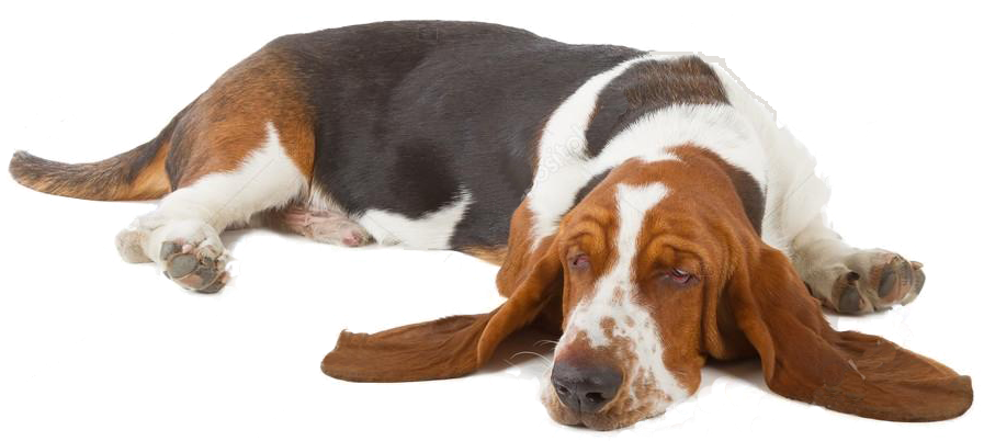 Resting Basset Hound Dog.png