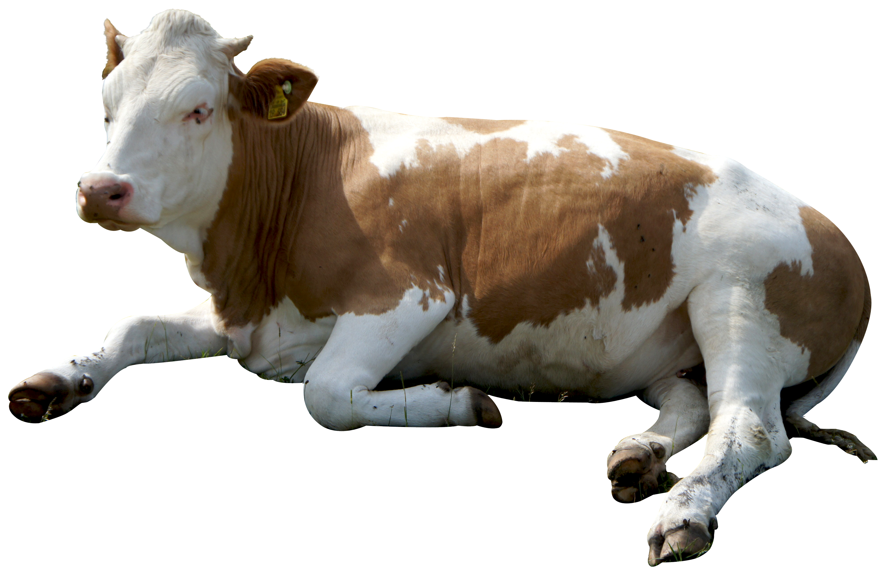 Resting Brown White Cow Transparent Background.png