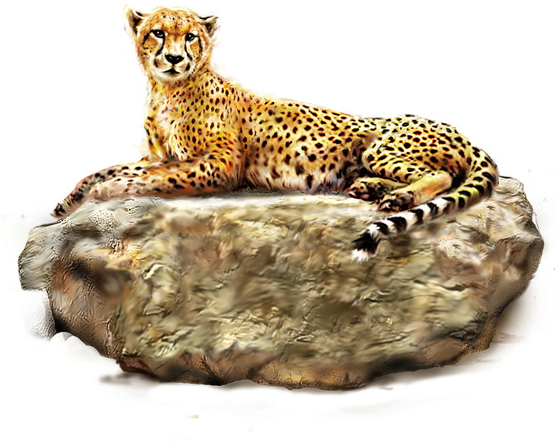 Resting Cheetahon Rock