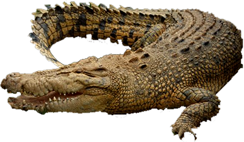 Png Of Crocodile - Chicago, Transparent Png PNG with transparent background