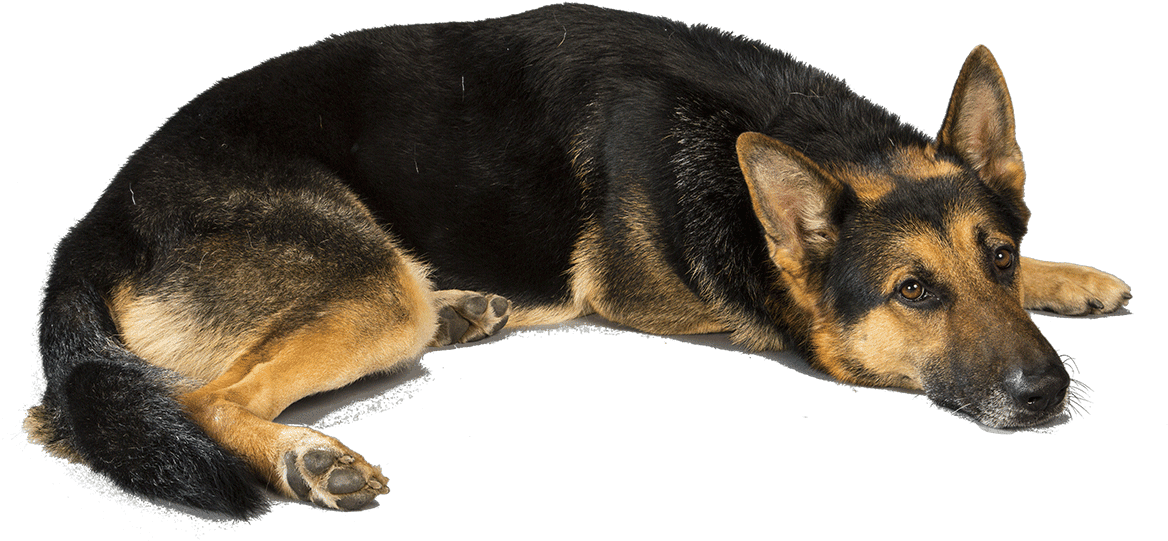 German Shepherd Transparent Png, Png Download PNG with transparent background