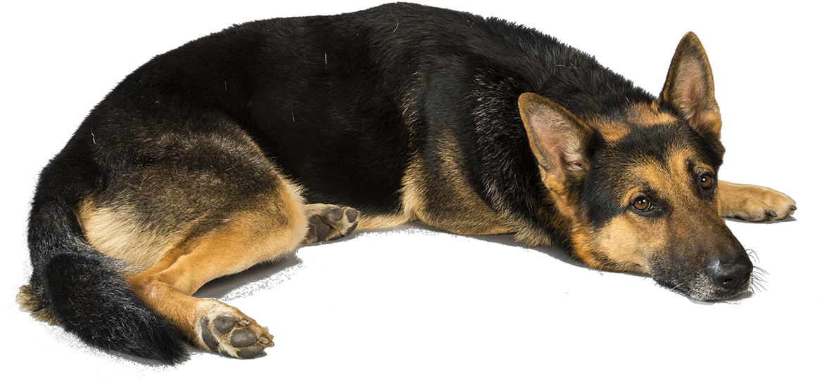 Love Of A German Shepherd, HD Png Download PNG with transparent background