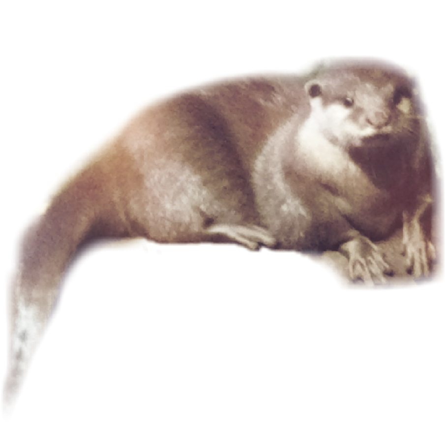 Otter , Png Download - Punxsutawney Phil, Transparent Png PNG with transparent background
