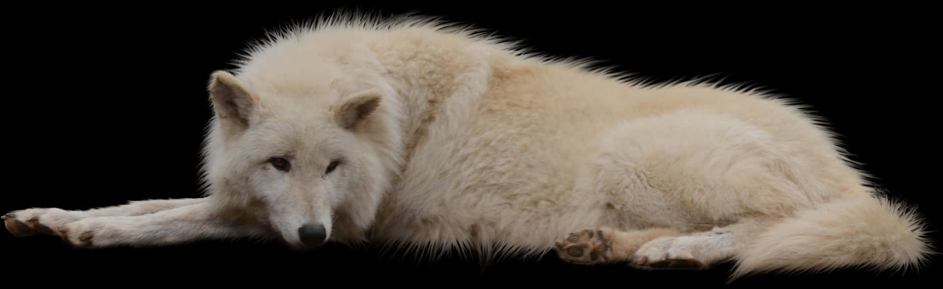 Resting White Wolf Black Background.jpg