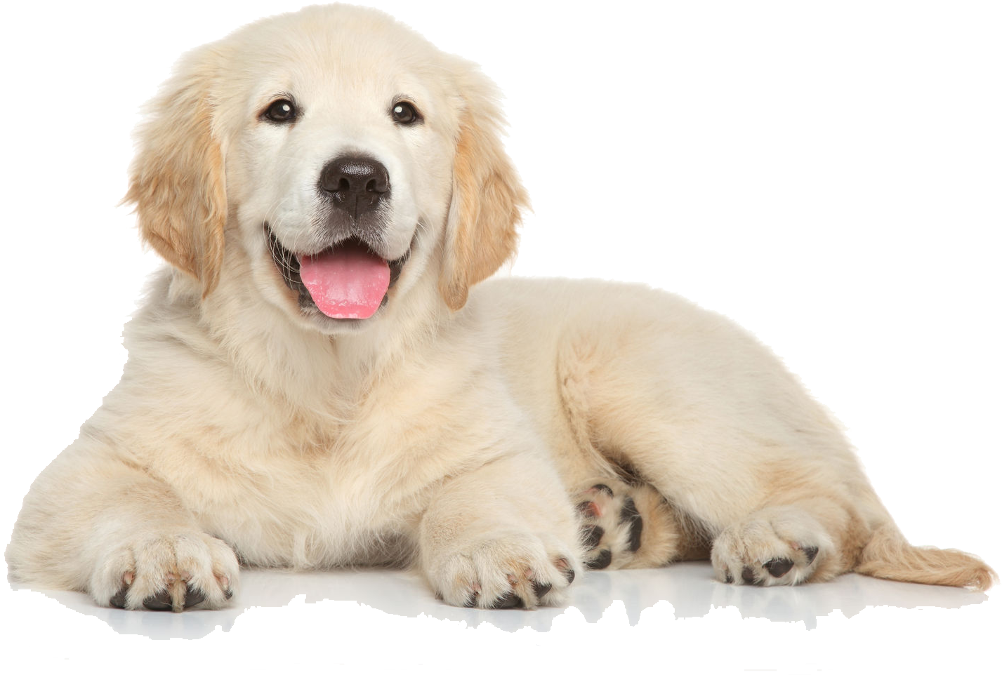 Retriever,facial Group,labrador Retriever,companion - Golden Retriever Puppy Png, Transparent Png PNG with transparent background