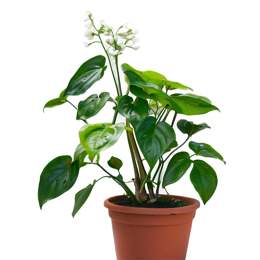 Reviving A Dying Pothos Plant Png 93