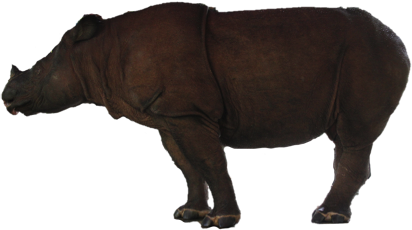 Rhino Free Png Image - Indian Rhinoceros, Transparent Png PNG with transparent background