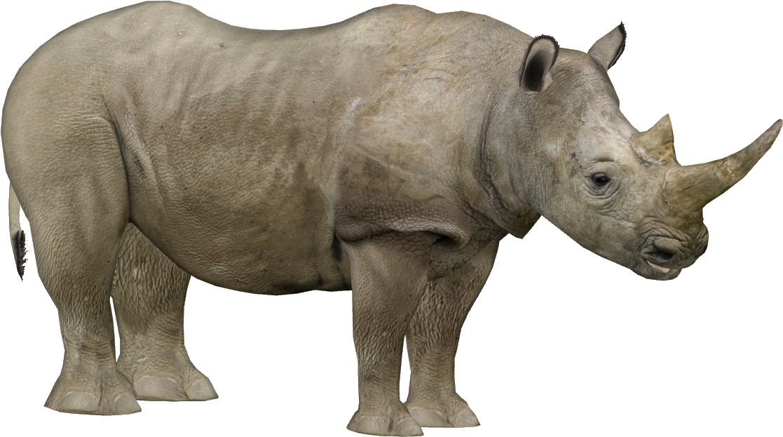 Rhino Isolatedon Transparent Background