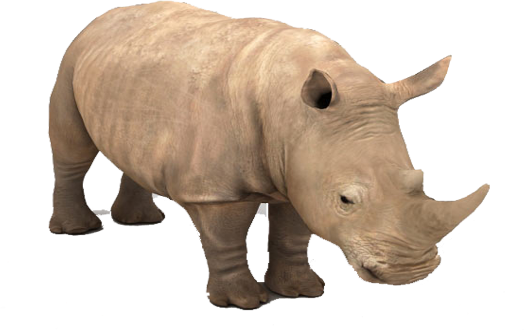 Rhino Png Background - Black Rhinoceros, Transparent Png PNG with transparent background