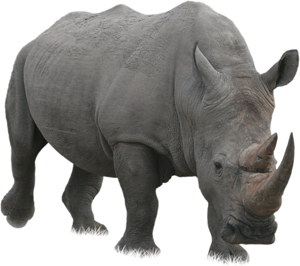 Rhino Png - Rhinoceros Png, Transparent Png PNG with transparent background