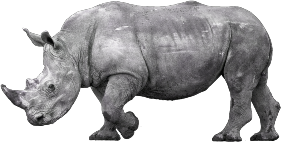 #rhino #rhinoceros - Black Rhinoceros, HD Png Download PNG with transparent background