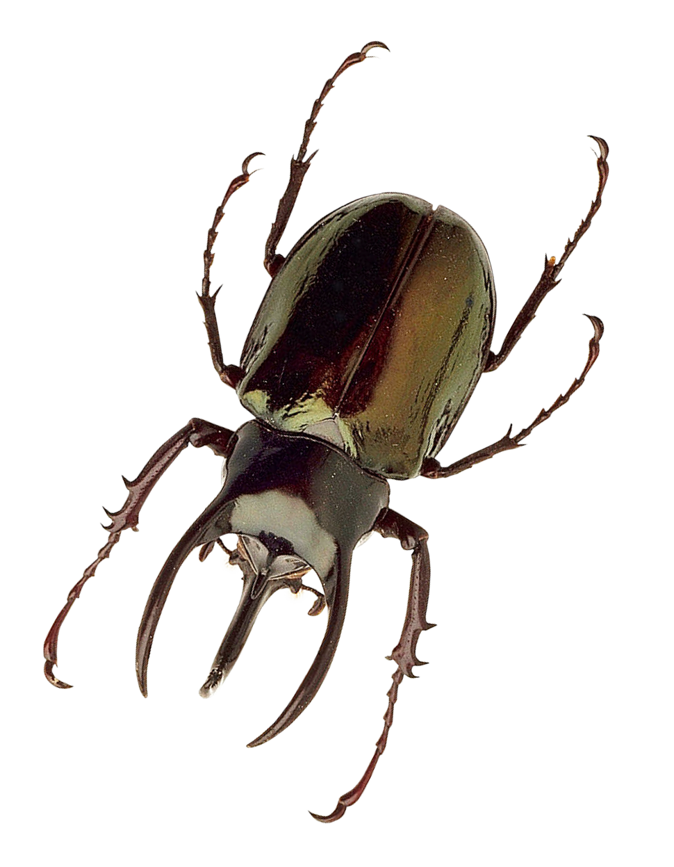 Rhinoceros Beetle Illustration PNG with transparent background