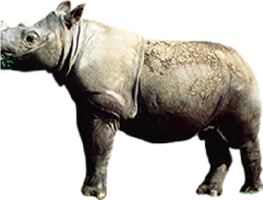 Rhinoceros Png Transparent Images - Indian Rhinoceros, Png Download PNG with transparent background