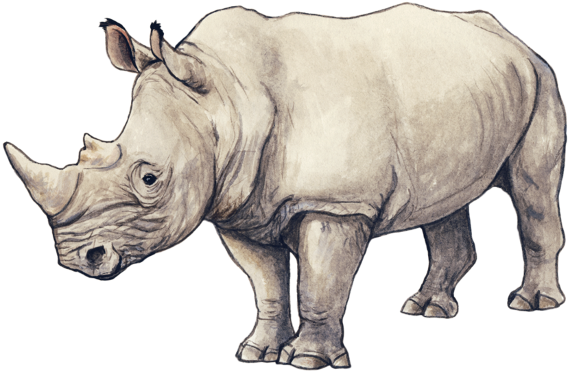 Rhinos Drawing Ink - Rhinoceros Illustration, HD Png Download PNG with transparent background