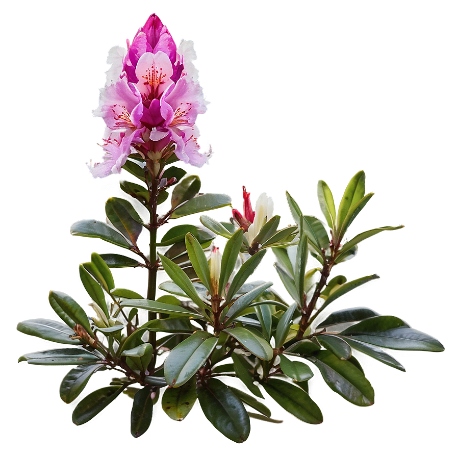 Rhododendron Flower Bush Png Ouy57