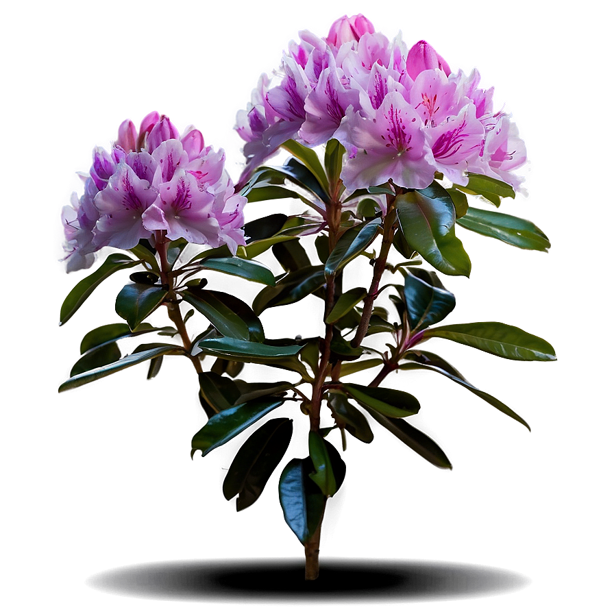 Rhododendron Plant Png 06282024