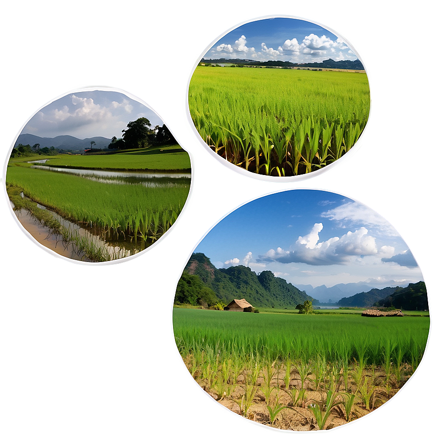 Rice Field Png 05242024